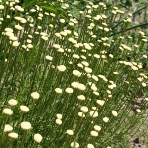 Santolina chamaecyparissus 'Edward Bowles'