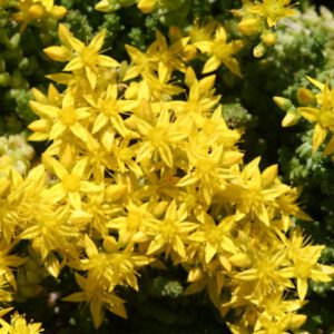 Sedum acre