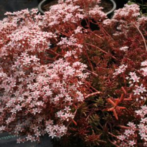 Sedum album 'Murale'
