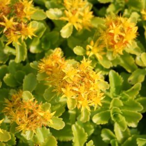Sedum ellacombianum