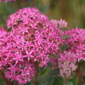 Sedum Hyb. 'Carl'