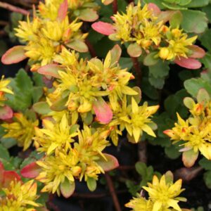 Sedum hybridum 'Czar's Gold'