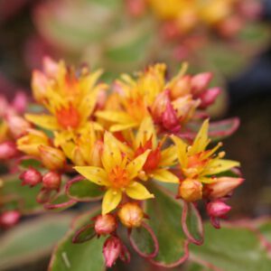 Sedum kamtschatikum 'Variegata'