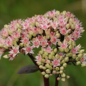 Sedum maximum-Hybride ‘Matrona’