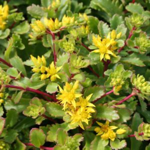 Sedum middendorfianum ‘Diffusum’