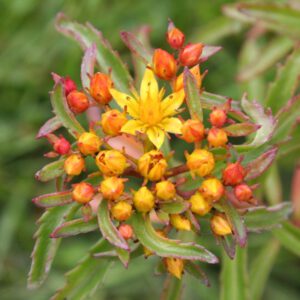 Sedum middendorfianum var. middendorfianum