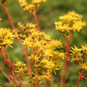 Sedum montanum