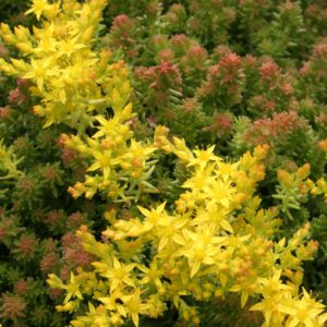 Sedum sexangulare