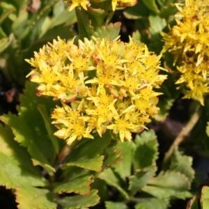 Sedum takesimense