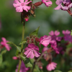 Silene dioica - Rote Lichtnelke / Rotes Leimkraut (Regio)