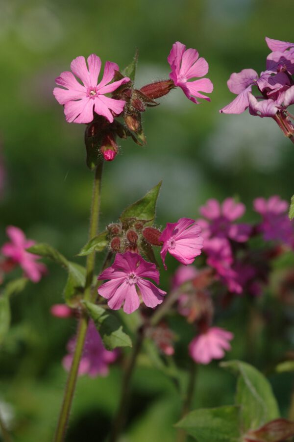 Silene dioica - Rote Lichtnelke / Rotes Leimkraut (Regio)