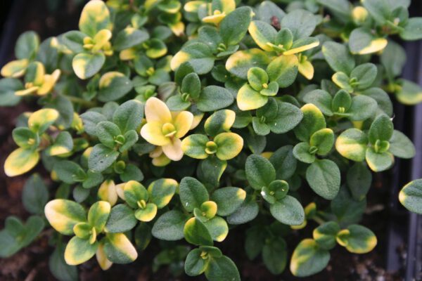 Schopfiger Garten-Thymian Thymus comosus 'Doone Valley'