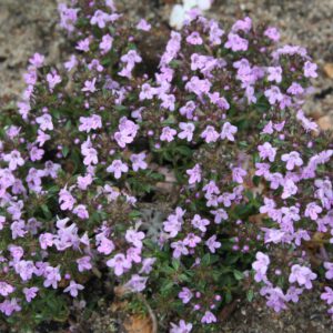 Thymus herba-barona - Kümmel-Thymian