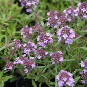 Thymus Hybride 'Orangenteppich' - Thymian 'Orangenteppich'