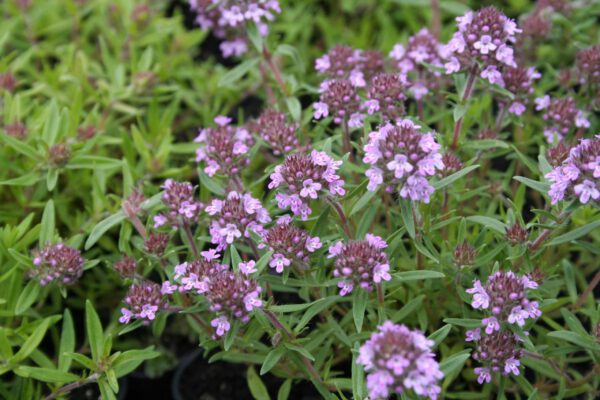 Thymus Hybride 'Orangenteppich' - Thymian 'Orangenteppich'