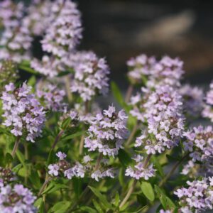 Thymus pannonicus - Steppenthymian