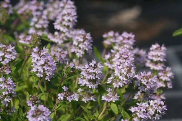 Thymus pannonicus - Steppenthymian