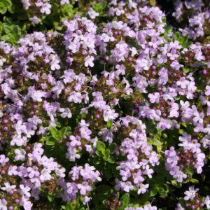 Kokos-Thymian - Thymus species 'Kokos'