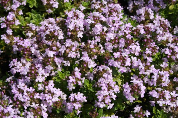 Kokos-Thymian - Thymus species 'Kokos'