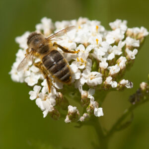 Achillea millefolium - Wiesen-Schafgarbe (Regio)