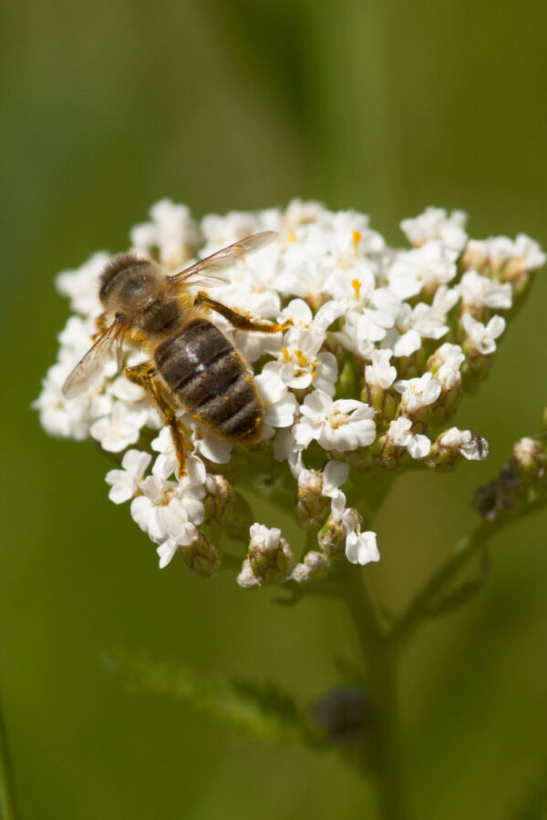 Achillea millefolium - Wiesen-Schafgarbe (Regio)