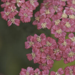 Achillea millefolium 'Cassis' - Rote Schafgarbe 'Cassis'