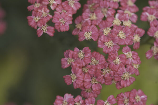 Achillea millefolium 'Cassis' - Rote Schafgarbe 'Cassis'