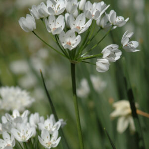 Allium ramosum - Duftblüten-Knoblauch