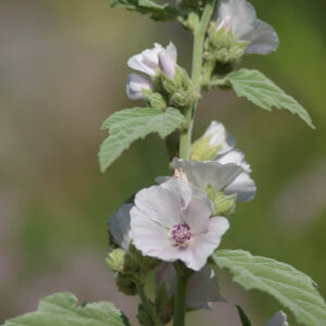 Althaea officinalis - Echter Eibisch