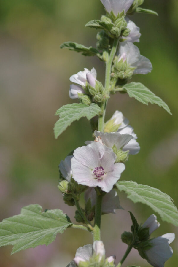 Althaea officinalis - Echter Eibisch