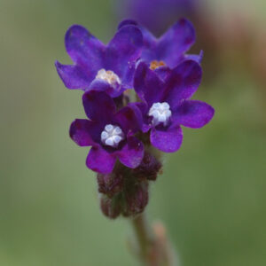 Anchusa officinalis - Gemeine Ochsenzunge