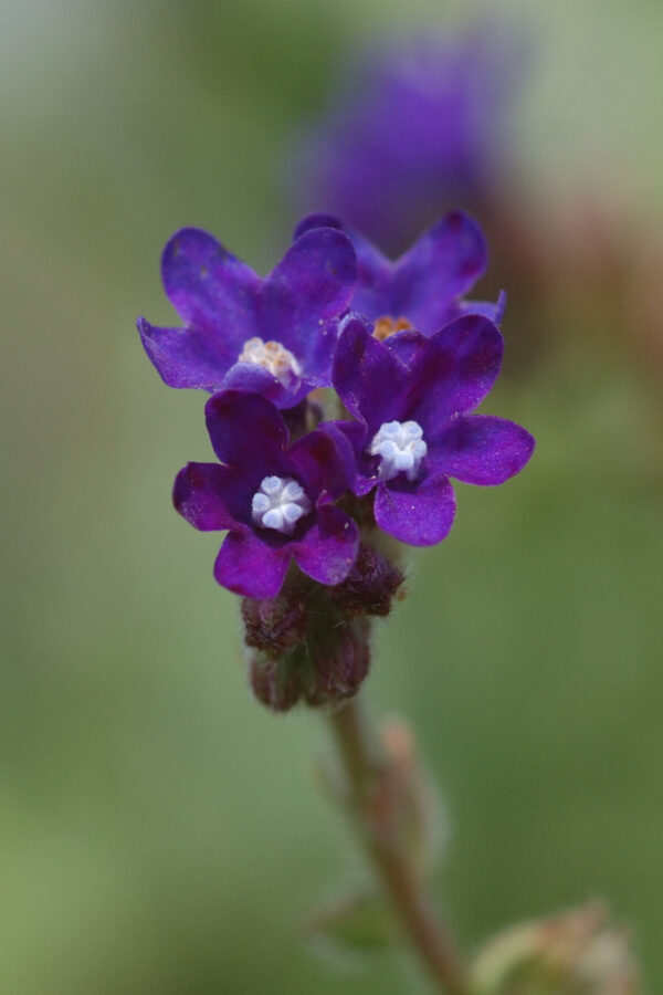 Anchusa officinalis - Gemeine Ochsenzunge