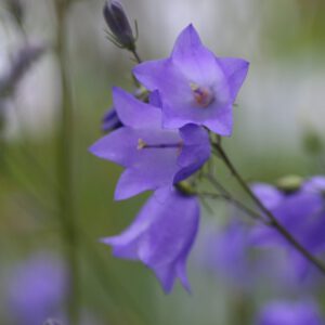 Campanula rotundifolia - Rundblättrige Glockenblume (Regio)