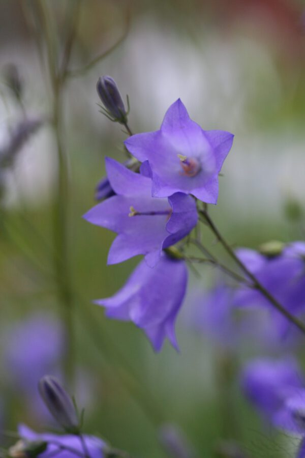 Campanula rotundifolia - Rundblättrige Glockenblume (Regio)