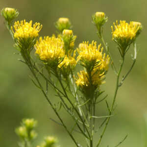 Aster linosyris- Goldhaar-Aster