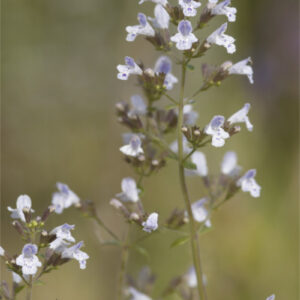 Calamintha nepeta 'Triumphator' - Bergminze/Steinquendel 'Triumphator'