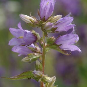 Campanula trachelium - Nesselblättrige Glockenblume (Regio)