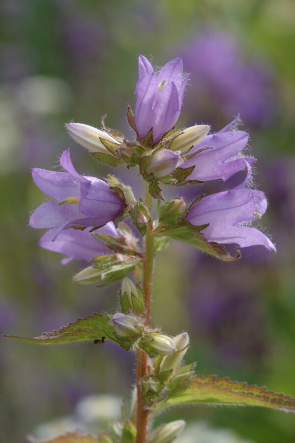 Campanula trachelium - Nesselblättrige Glockenblume (Regio)