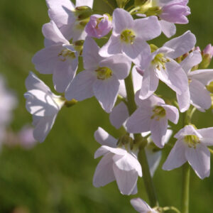 Cardamine pratensis - Wiesenschaumkraut (Regio)