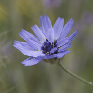 Catananche caerulea - Rasselblume