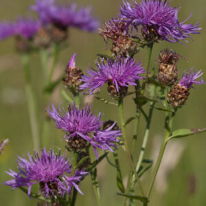 Centaurea jacea - Wiesen-Flockenblume (Regio)