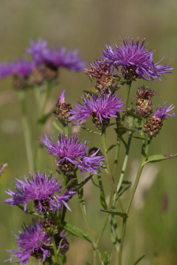 Centaurea jacea - Wiesen-Flockenblume (Regio)