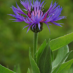 Centaurea montana - Bergflockenblume