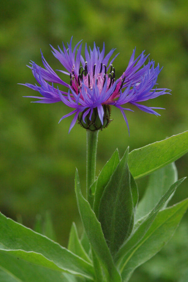 Centaurea montana - Bergflockenblume