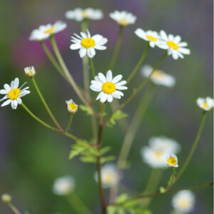 Chrysanthemum parthenium - Mutterkraut