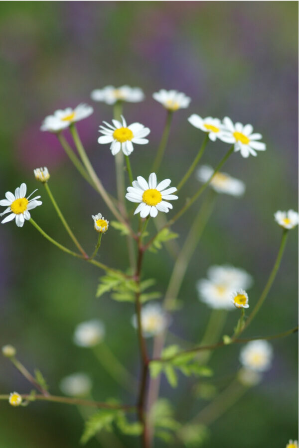 Chrysanthemum parthenium - Mutterkraut
