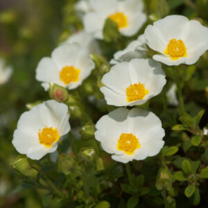 Cistus salviifolius - Salbeiblättrige Zistrose