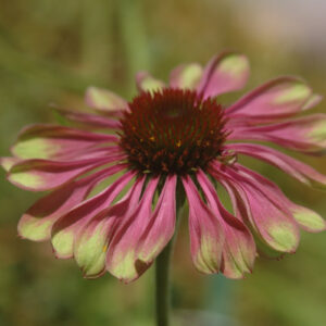 Echinacea 'GreenTwister'