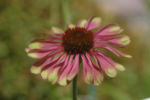 Echinacea 'GreenTwister'