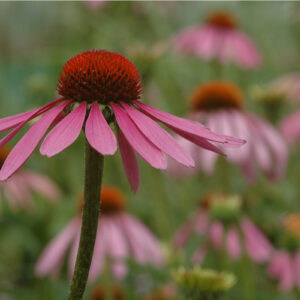 Echinacea purpurea - Roter Sonnenhut/Echinacea